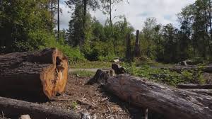 Best Hazardous Tree Removal  in Sierra Vista Southeast, AZ