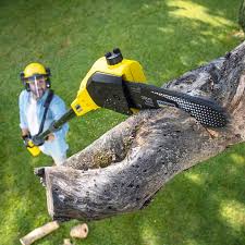 Best Tree Mulching  in Sierra Vista Southeast, AZ